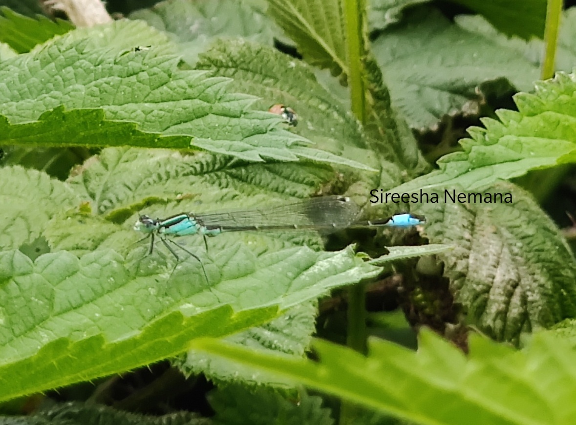 Scarce blue-tailed damselfly or Small bluetail