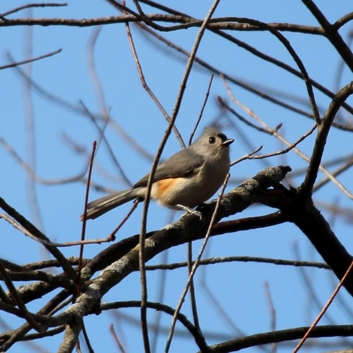 Tufted Titmouse