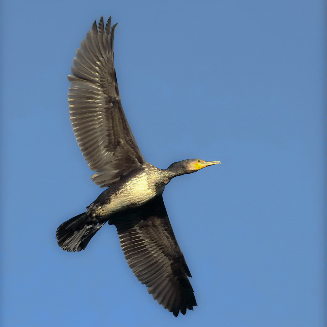 Great black cormorant