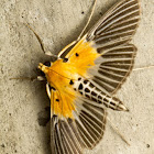 Moth