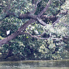 Little Egret