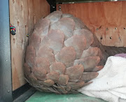 Law-enforcement officials conducting a routine search arrested two men allegedly in possession of a pangolin, one of the world's most poached animals.