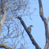 Common Woodshrike