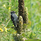 Downy Woodpecker