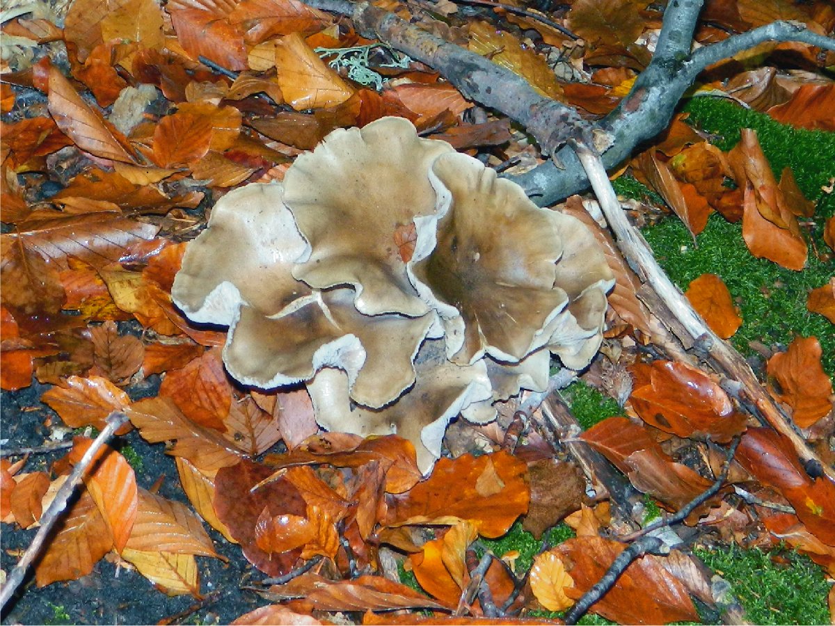 Clitocybe inornata