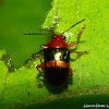 Leaf Beetle