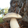 White King Bolete