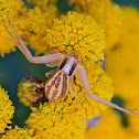 Crab Spider