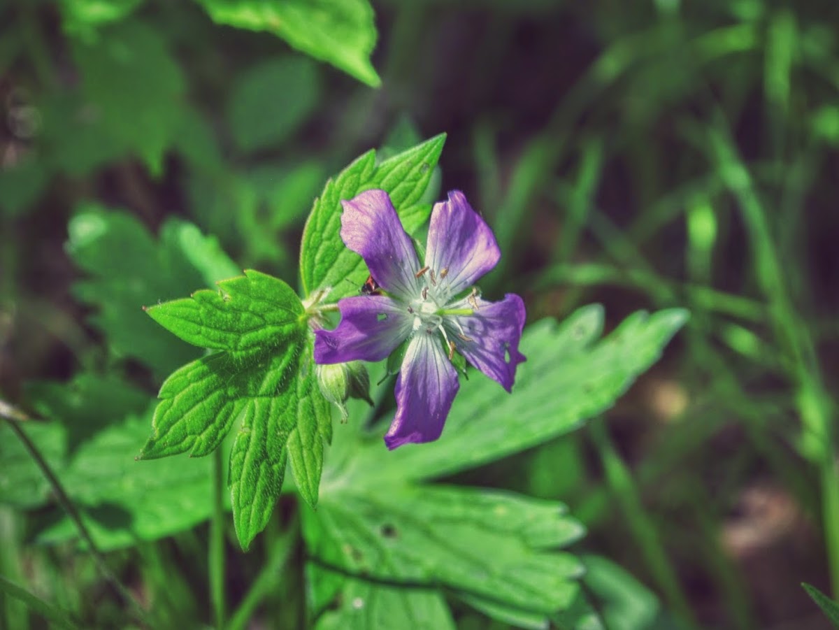 Wild Geranium