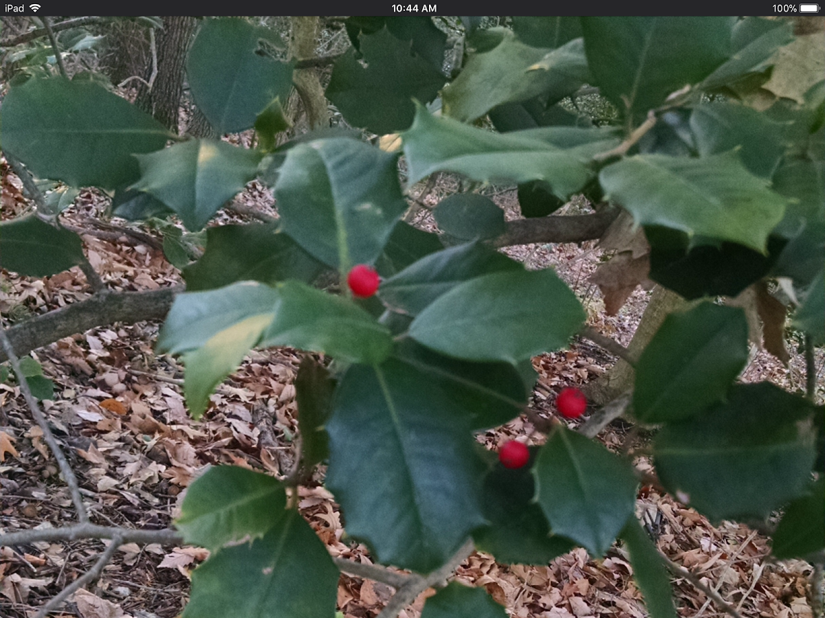 American Holly