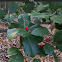 American Holly