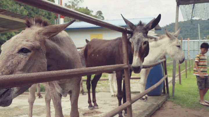 Meet the donkeys