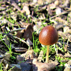 Psathyrella corrugis