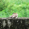 Indian Silverbill