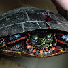 Eastern Painted Turtle