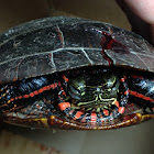 Eastern Painted Turtle