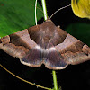 Erebid Moth