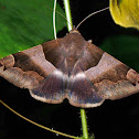 Erebid Moth