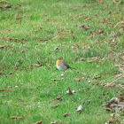 European robin