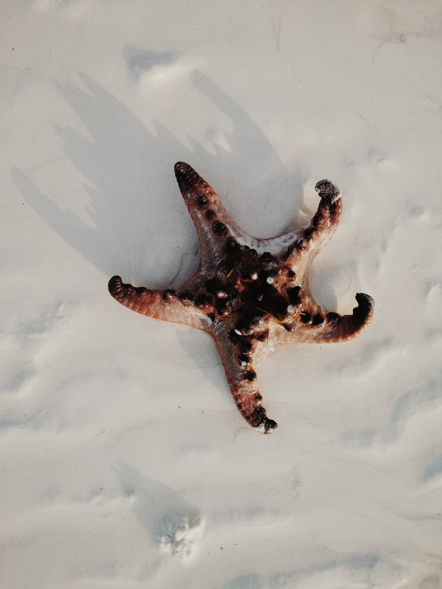 Horned sea star