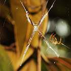 Signature Spider