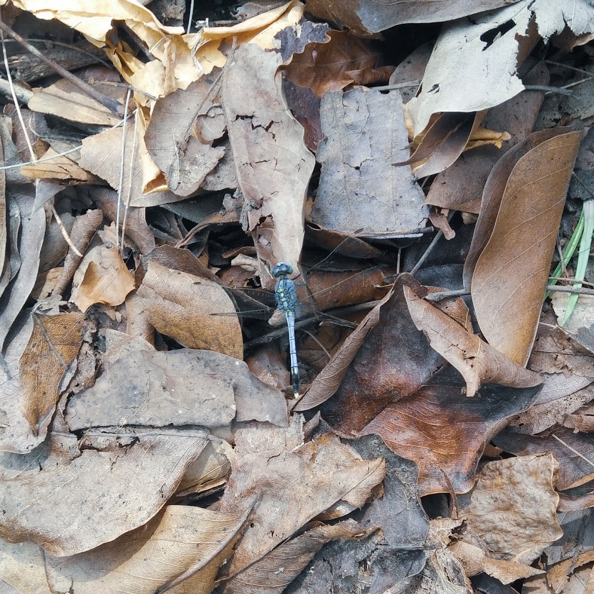 Chalky Percher or Ground Skimmer