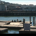 California Sea Lion