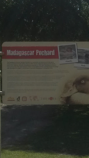 Madagascar Pochard, Fota Wildlife Park 