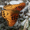 Mexican silverspot