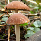 Psathyrella mushroom