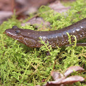 Northern Dusky Salamander