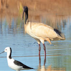 Australian White Ibis