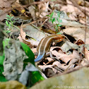 Blue-tailed Skink 四線石龍子