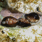 Cowry