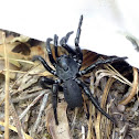 Trapdoor Spider