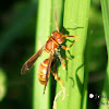 Paper Wasp