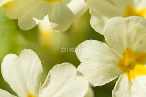 Primrose (Primula vulgaris vulgaris) by Johannes Oehl -   ( macro, close-up, wallpaper, yellow, primrose, detail, flower )