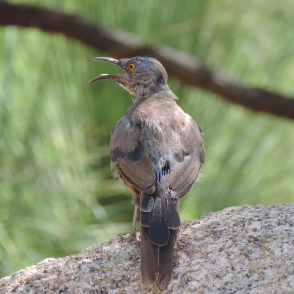 Curve Billed Thrasher