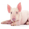 Pig - Pig Farming, 养猪业 , cerdo icon