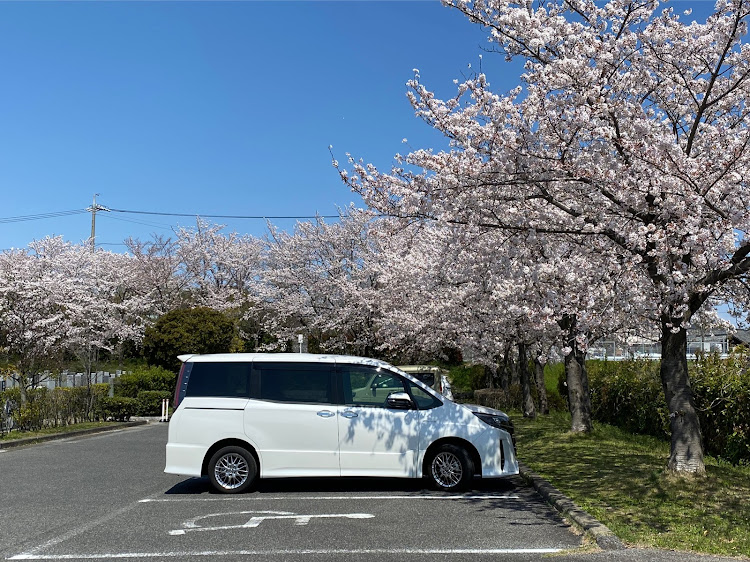 ノアの洗車・桜と愛車に関するカスタム事例の投稿画像1枚目