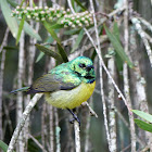 Collared Sunbird