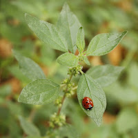 Piccola portafortuna di 