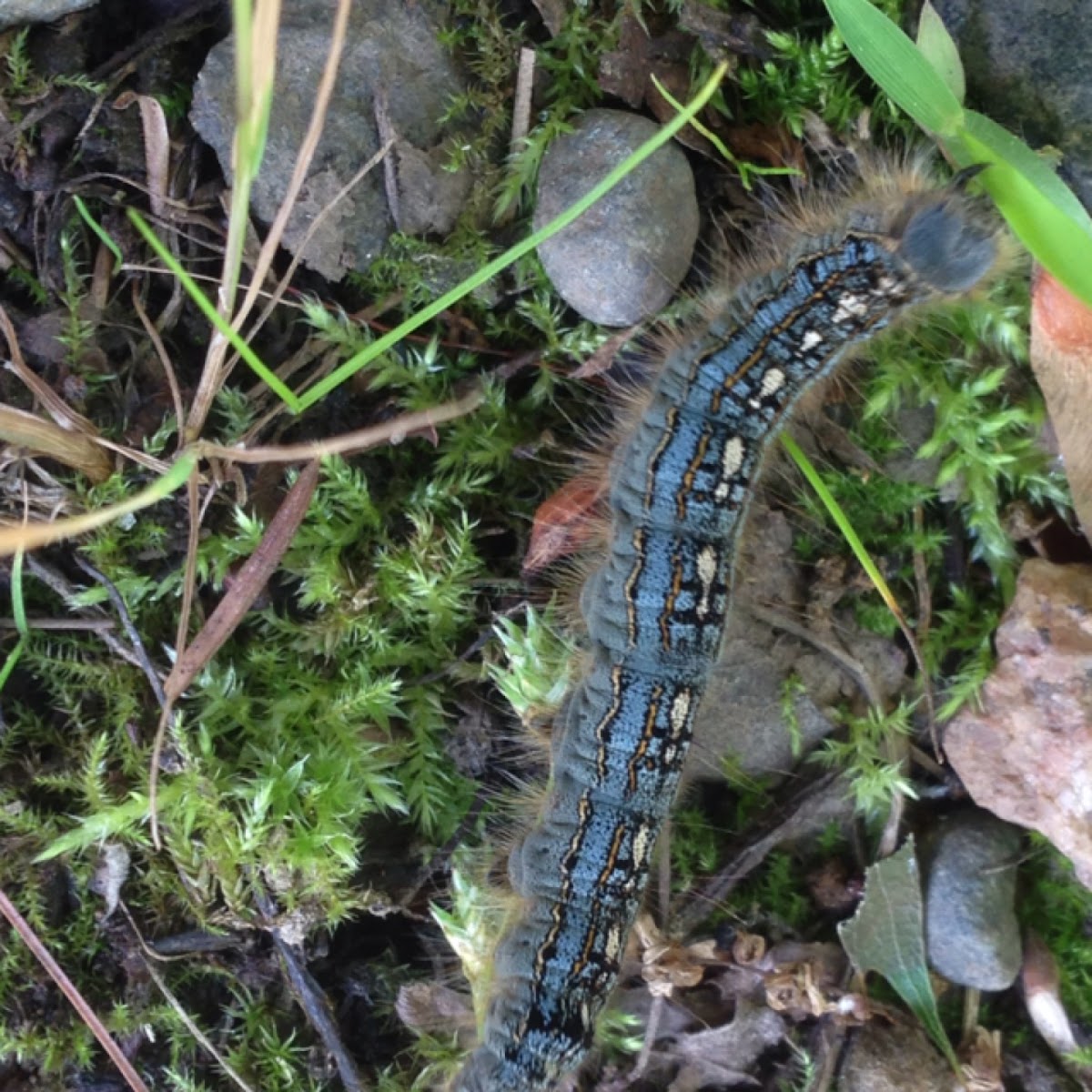 Army Tent Worm