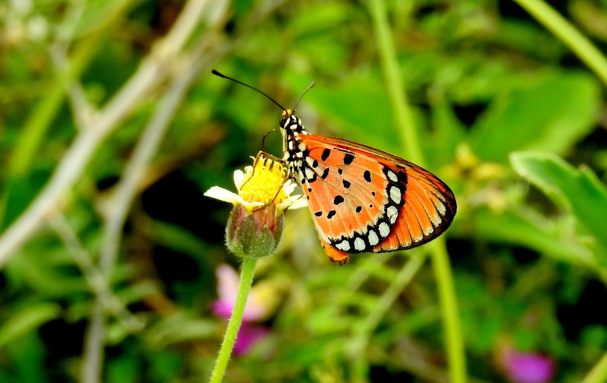 The Tawny Coster