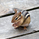 Eastern Chipmunk