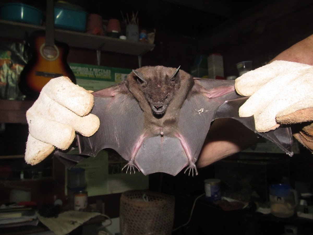 Leaf Nosed Bat