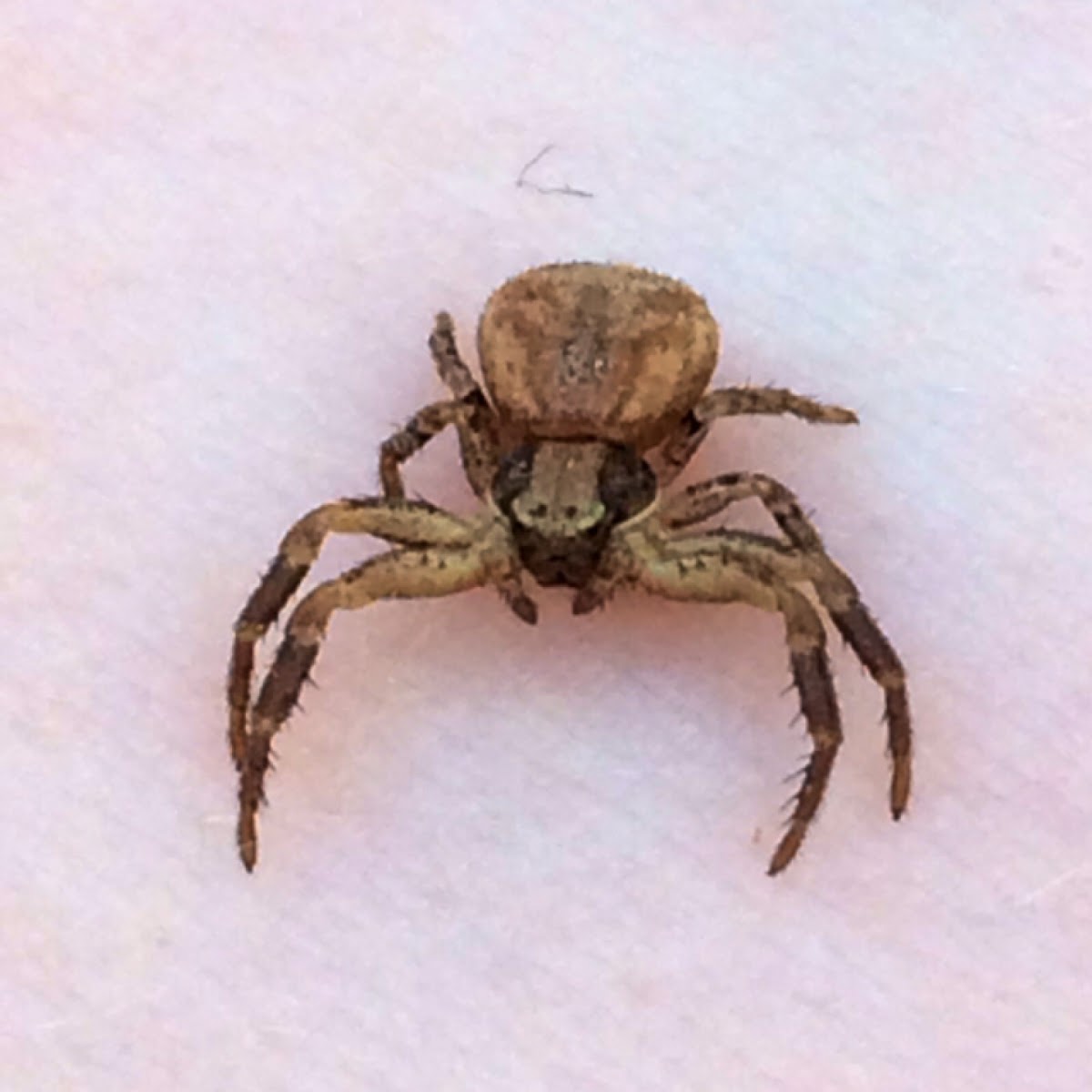 Ground Crab Spider