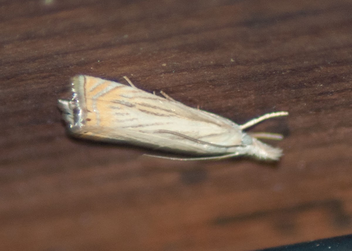 Bluegrass Webworm