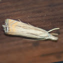 Bluegrass Webworm