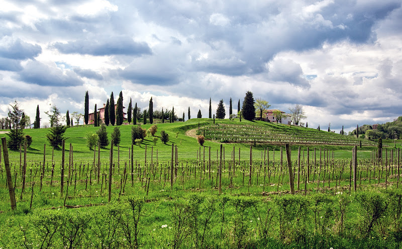 Fra i filari del Collio di mcris